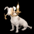 10312 Grey Настольная лампа LOFT IT Dog, изображение 4
